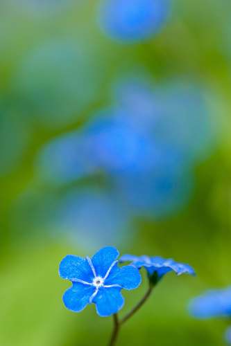 plant blue petaled flower geranium