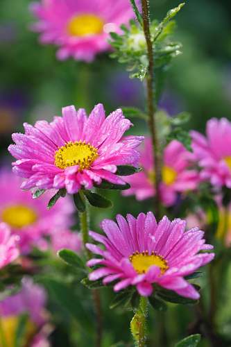 plant bokeh photography of two purple daisies flora