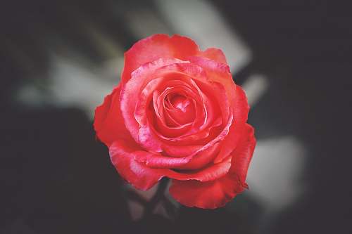 rose close photography of red rose morocco