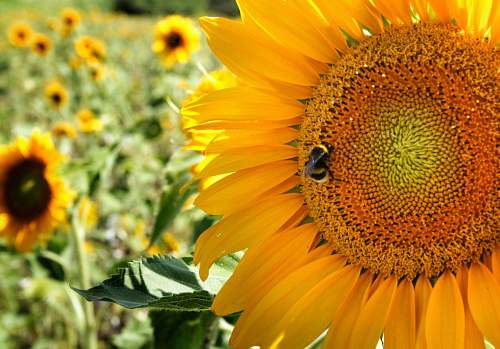 sunflower close-up photo of sunflower flora