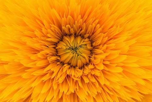 petal close up photo of yellow clustered flower yellow