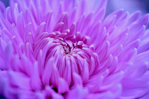 plant close-up photography of pink petaled flower blossom