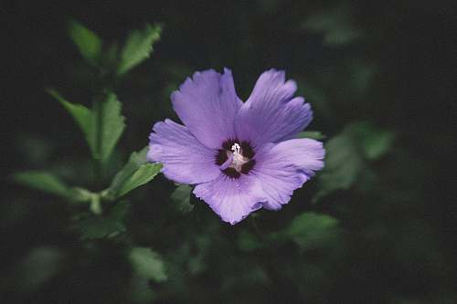 blossom close up photography of purple flower geranium