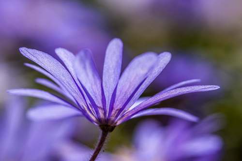 plant close-up photography of purple petal flower geranium