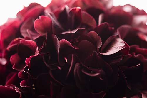 plant close up photography of red clustered flower petal