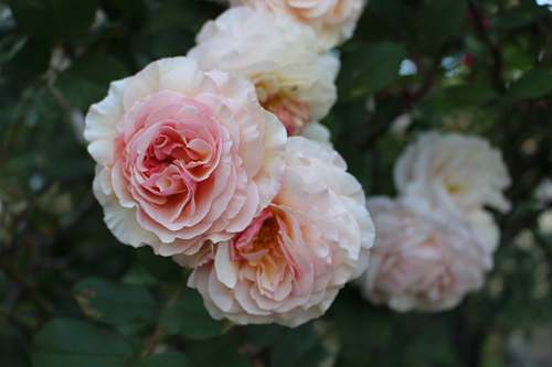 plant closeup photo of pink and white rose flowers during daytime rose