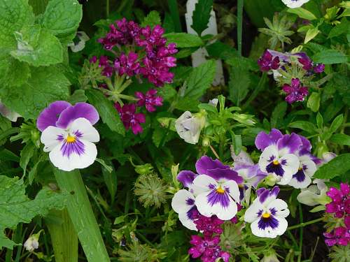 geranium closeup photo of purple-and-white flowers blossom