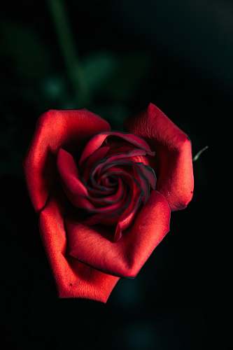 plant closeup photo of red rose flower rose
