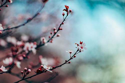 blossom closeup photo of white petaled flower nature