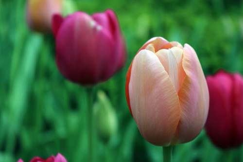 plant closeup photography of pink-and-white tulip tulip