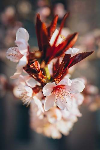 plant closeup photography of white and red petaled flower blossom