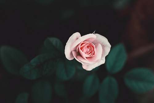 flora focus photo of pink rose flower rose