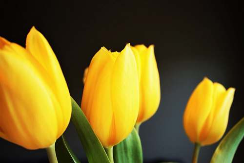 blossom four yellow tulips tulip