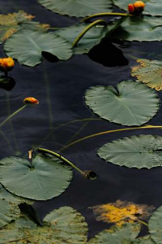 plant green water lily on body of water lily