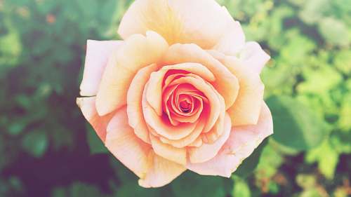 blossom macro photography of beige rose rose