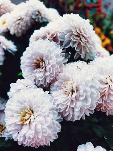 blossom macro photography of white chrysanthemum flowers dahlia