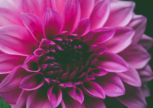 plant macro shot of pink flower flora