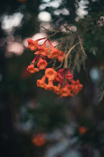 plant orange flower macro photography geranium