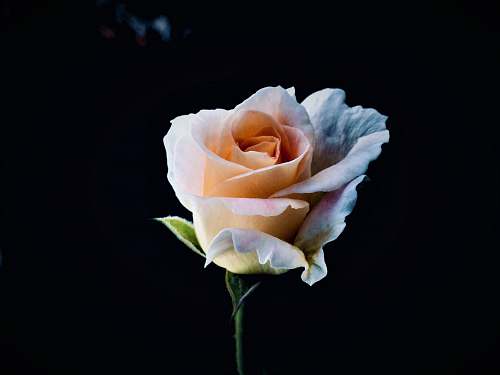 plant orange rose flower rose