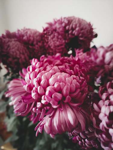 plant photo of purple Carnation flowers dahlia