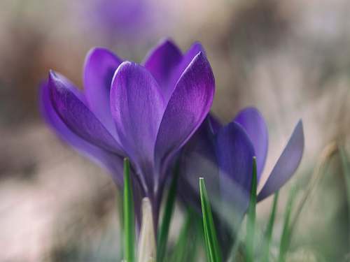 plant photography of purple flower crocus