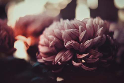 flora pink and white flower selective photography person