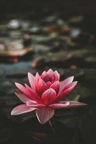 plant pink and white lotus flower lily