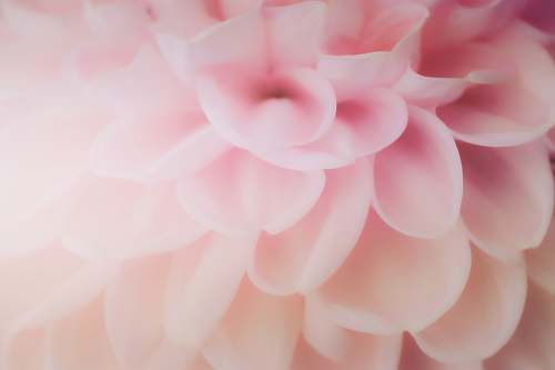 plant pink cluster flower dahlia