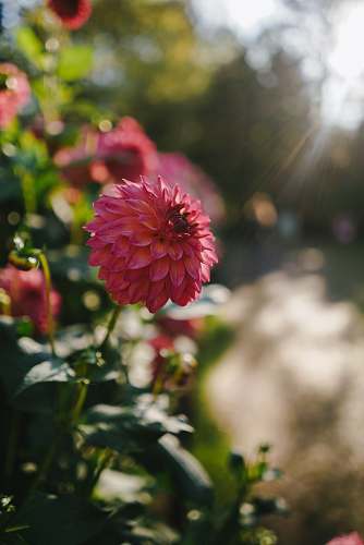 blossom pink daisy dahlia