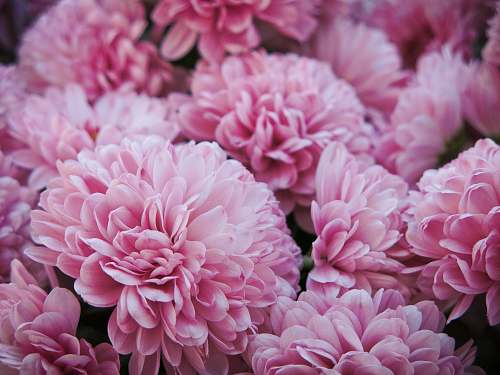 blossom pink flower cluster dahlia