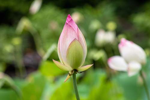 plant pink flower bud