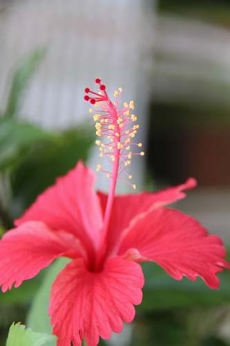 plant pink hibiscus flower hibiscus