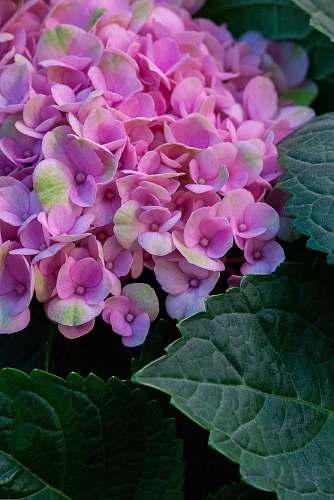 blossom pink hydrangea flowers geranium