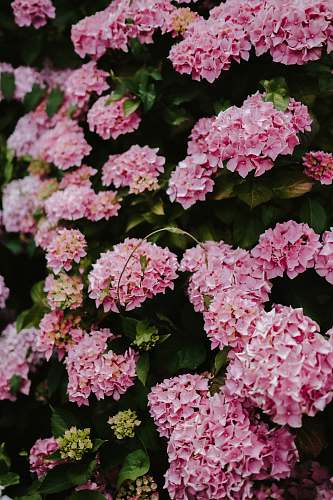 geranium pink hydrangea flowers in bloom blossom