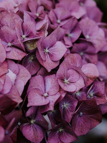 plant pink hydrangea blossom