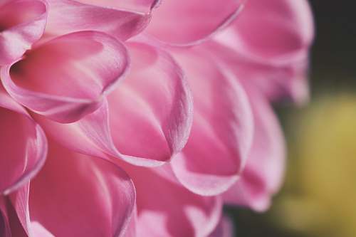 plant pink petaled flower close up photo dahlia