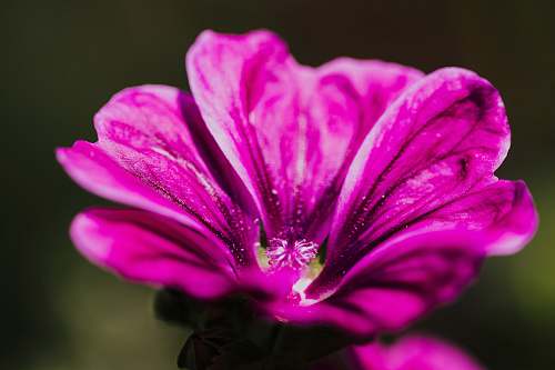 geranium pink petaled flower blossom