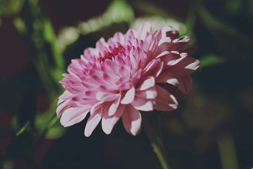 blossom pink petaled flower in bloom dahlia