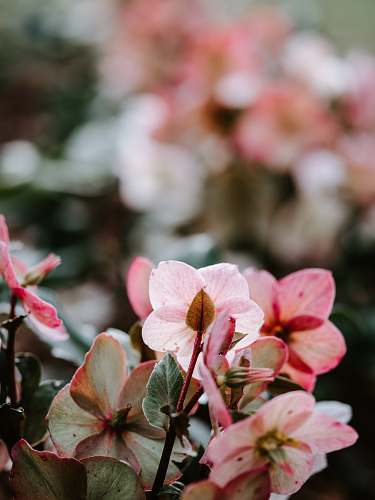 blossom pink petaled flowers geranium
