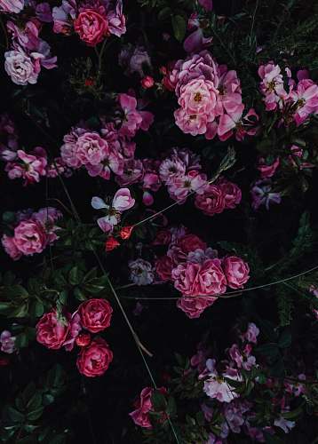 plant pink-petaled flowers geranium