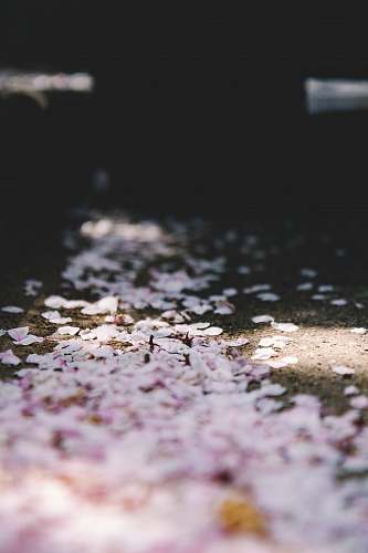 blossom pink petals plant