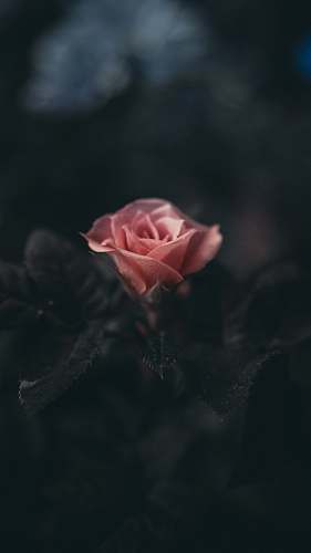 rose pink rose flower in selective photography dark