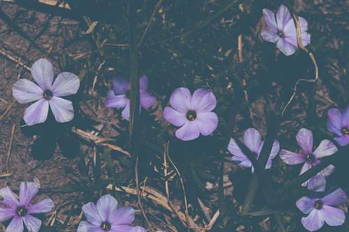 geranium purple 5-petale flowers blossom