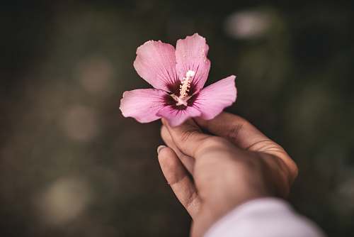 blossom purple 5-petaled flower plant