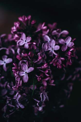 plant purple flowers lilac