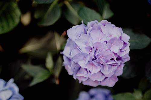 geranium purple hydrangea flower blossom