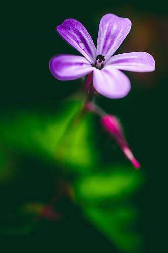 blossom purple-petaled flower geranium