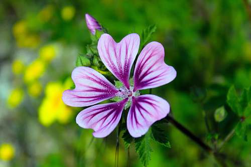 plant purple petaled fower blossom