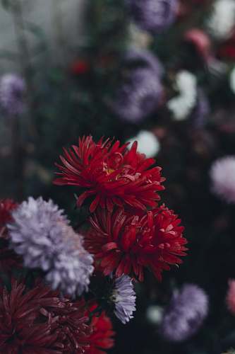 blossom red and white daisy flowers dahlia
