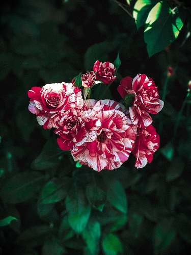 blossom red and white rose flowers geranium